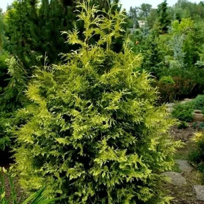 Туя ЗЕБРИНА ЭКСТРА ГОЛД складчатая — описание сорта Туя ЗЕБРИНА ЭКСТРА ГОЛД складчатая в Москве