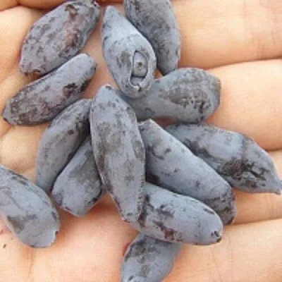 Жимолость съедобная ЧУЛЫМСКАЯ  Жимолость съедобная ЧУЛЫМСКАЯ в Москве