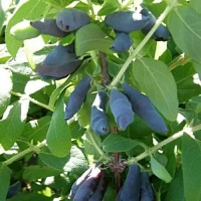 Жимолость съедобная НИМФА (ГАММА) в Москве