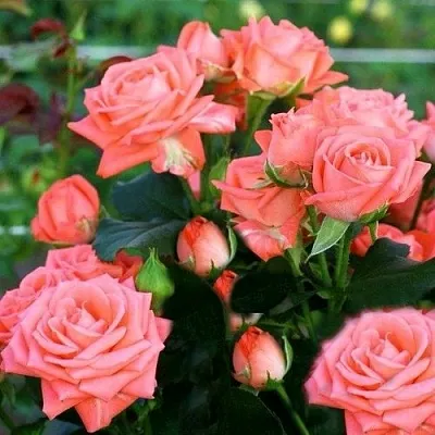 Саженцы роз БАРБАДОС спрей  Саженцы роз БАРБАДОС спрей в Москве