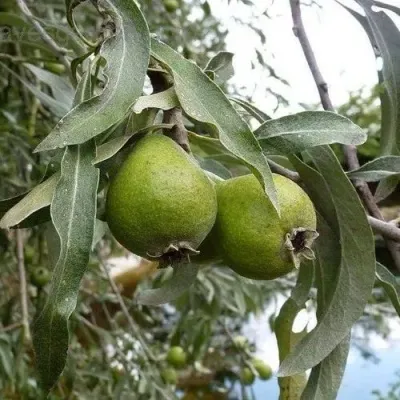 Груша ИВОЛИСТНАЯ в Москве