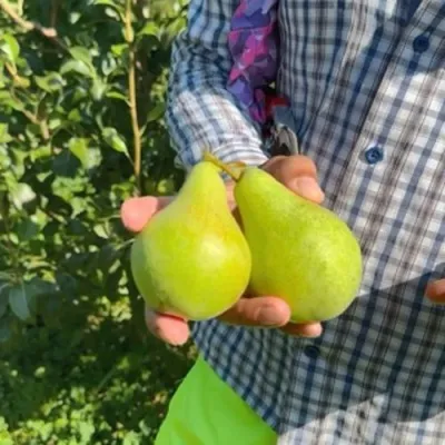 Груша ЗАРЕЧНАЯ КОМПАКТНАЯ — описание сорта Груша ЗАРЕЧНАЯ КОМПАКТНАЯ в Москве