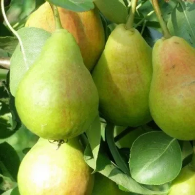 Груша ЛИРА в Москве