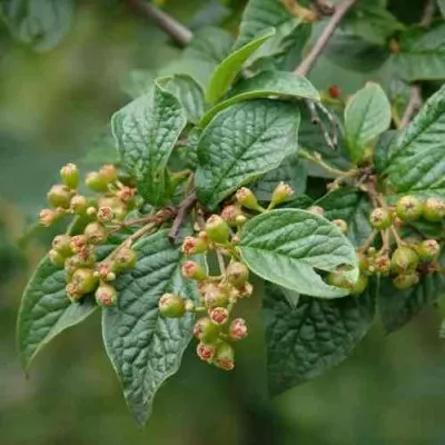 Кизильник пузырчатый — описание сорта Кизильник пузырчатый в Москве