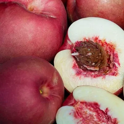 НЕКТАПЛЮМ  НЕКТАПЛЮМ в Москве