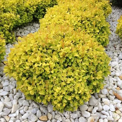 Барбарис БОНАНЗА ГОЛД тунберга в Москве