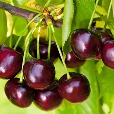 Черешня ИПУТЬ в Москве