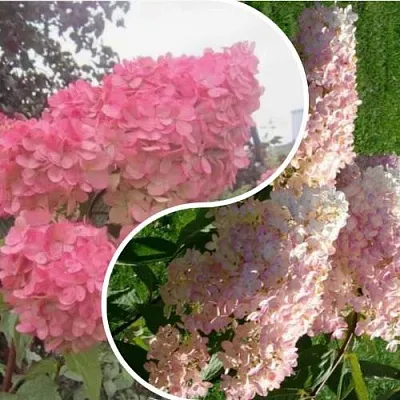 Комплект МНОГОГРАННОСТЬ  Комплект МНОГОГРАННОСТЬ в Москве