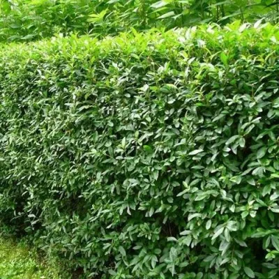 Бирючина обыкновенная — описание сорта Бирючина обыкновенная в Москве