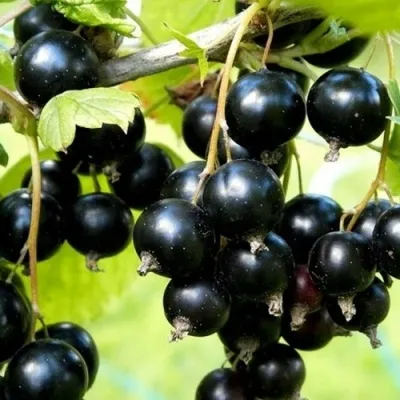 Смородина чёрная ВОЛШЕБНИЦА — описание сорта Смородина чёрная ВОЛШЕБНИЦА в Москве