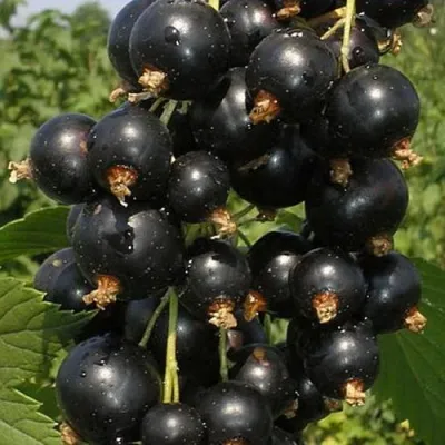 Смородина черная ИСКУШЕНИЕ — описание сорта Смородина черная ИСКУШЕНИЕ в Москве