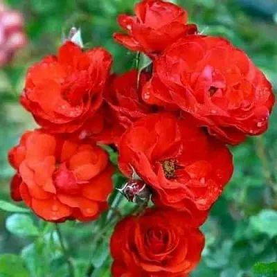 Саженцы роз ФАЙЕР КИНГ спрей  Саженцы роз ФАЙЕР КИНГ спрей в Москве