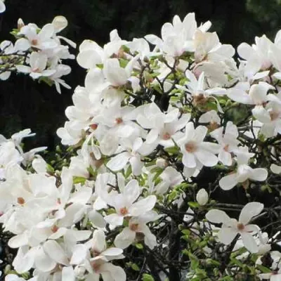 Магнолия КОБУС — описание сорта Магнолия КОБУС в Москве