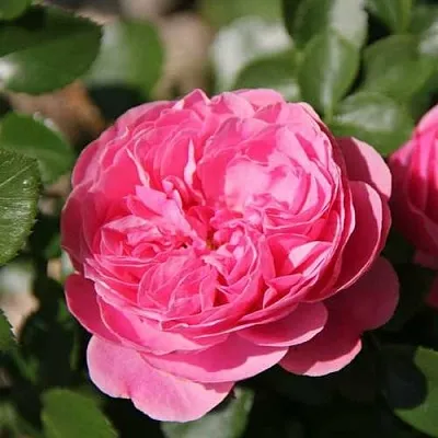 Саженцы роз ЛЕОНАРДО ДА ВИНЧИ флорибунда  Саженцы роз ЛЕОНАРДО ДА ВИНЧИ флорибунда в Москве