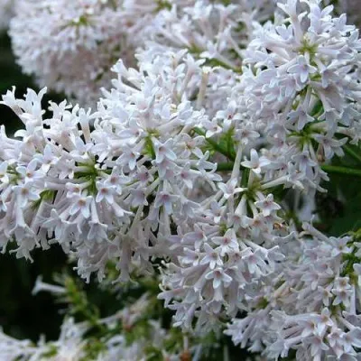 Сирень АГНЕС СМИТ — описание сорта Сирень АГНЕС СМИТ в Москве