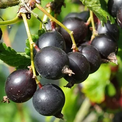 Йошта ДЖОСТАБЕРРИ  Йошта ДЖОСТАБЕРРИ в Москве