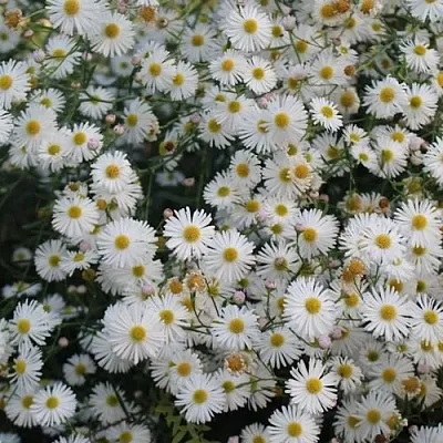 Болтония СНОУБЭНК  Болтония СНОУБЭНК в Москве