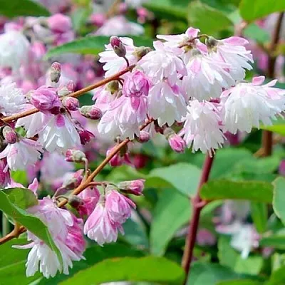 Дейция  Дейция в Москве