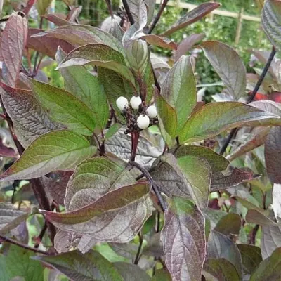 Дерен КЕССЕЛЬРИНГИ  Дерен КЕССЕЛЬРИНГИ в Москве