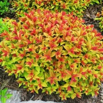 Спирея ГОЛДФЛЕЙМ — описание сорта Спирея ГОЛДФЛЕЙМ в Москве