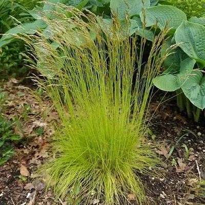 Щучка ТАТРА ГОЛД извилистая  Щучка ТАТРА ГОЛД извилистая в Москве