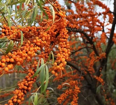 Облепиха СЕРАФИМА  Облепиха СЕРАФИМА в Москве