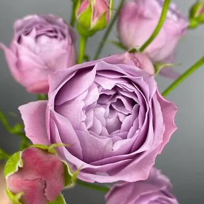 Саженцы роз ЛАВЕНДЕР БАБЛС спрей  Саженцы роз ЛАВЕНДЕР БАБЛС спрей в Москве