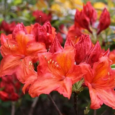 Азалия ЛИЛИНШТЕЙН японская  Азалия ЛИЛИНШТЕЙН японская в Москве