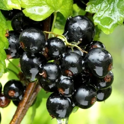 Смородина чёрная БЕЛОРУССКАЯ СЛАДКАЯ в Москве