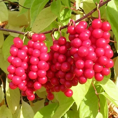 Лимонник  Лимонник в Москве