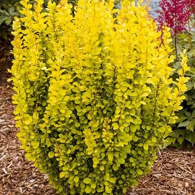 Барбарис ГОЛДЕН ТОРЧ тунберга в Москве