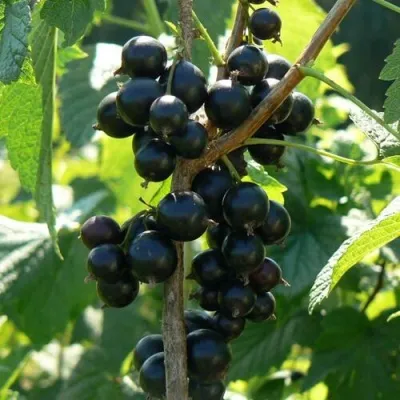 Смородина черная ВОЛОГДА — описание сорта Смородина черная ВОЛОГДА в Москве