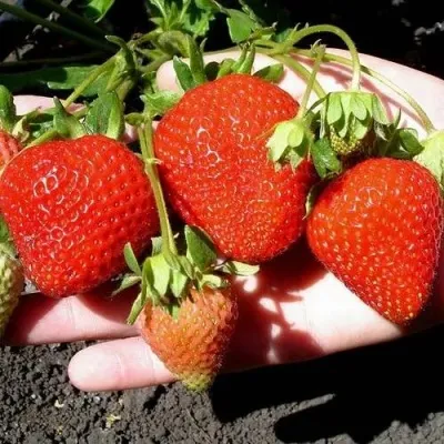 Клубника САН АНДРЕАС ремонтантная — описание сорта Клубника САН АНДРЕАС ремонтантная в Москве