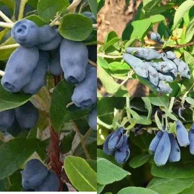 Комплект СЕВЕРНЫЕ ВИТАМИНЫ — описание сорта Комплект СЕВЕРНЫЕ ВИТАМИНЫ в Москве