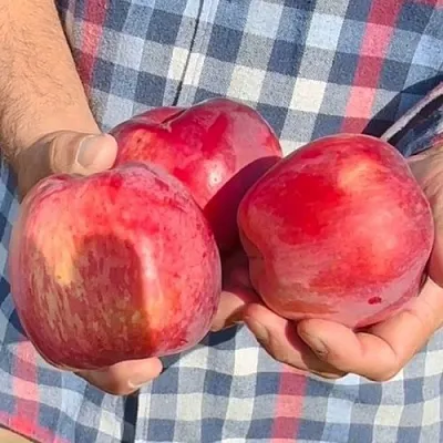 саженцы яблони саженцы яблони