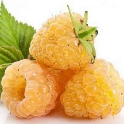 Малина БЕГЛЯНКА — описание сорта Малина БЕГЛЯНКА в Москве