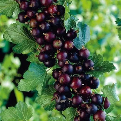 Йошта  Йошта в Москве