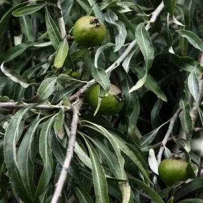 Груша ИВОЛИСТНАЯ в Москве