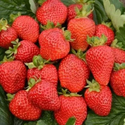 Клубника САН АНДРЕАС ремонтантная — описание сорта Клубника САН АНДРЕАС ремонтантная в Москве