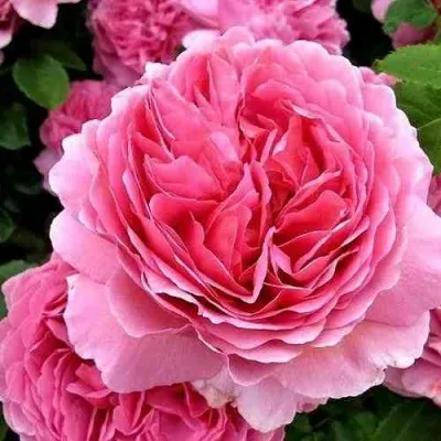 Саженцы роз ПРИНЦЕССА АЛЕКСАНДРА ОФ КЕНТ английская — описание сорта Саженцы роз ПРИНЦЕССА АЛЕКСАНДРА ОФ КЕНТ английская в Москве