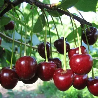 Вишня БЫСТРИНКА в Москве