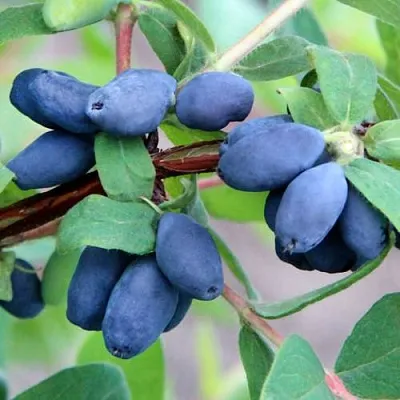 Жимолость съедобная ХОНЕЙ БИ  Жимолость съедобная ХОНЕЙ БИ в Москве