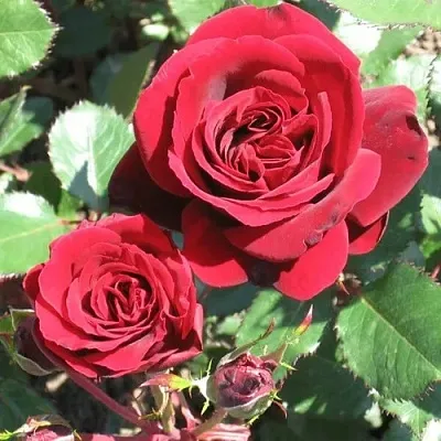 Саженцы роз ИЗАБЕЛЬ РЕНЕССАНС шраб  Саженцы роз ИЗАБЕЛЬ РЕНЕССАНС шраб в Москве