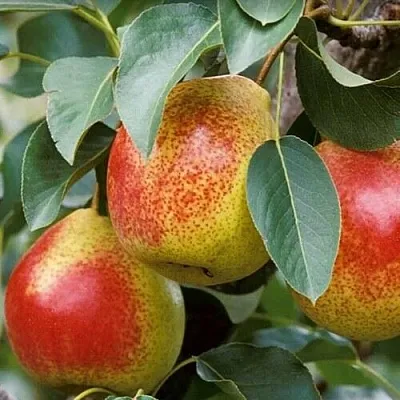 Груша ГОРНАЯ КРАСАВИЦА  Груша ГОРНАЯ КРАСАВИЦА в Москве