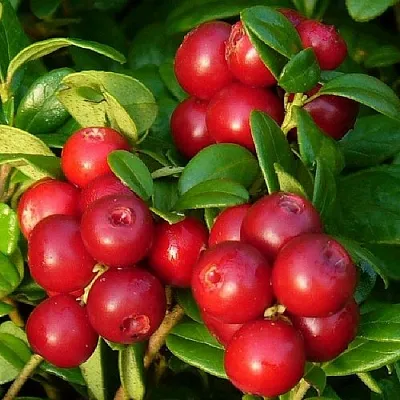 Клюква  Клюква в Москве