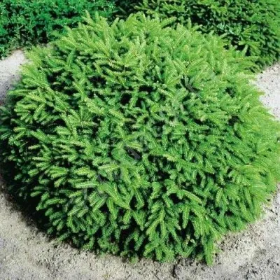 Ель НИДИФОРМИС обыкновенная — описание сорта Ель НИДИФОРМИС обыкновенная в Москве