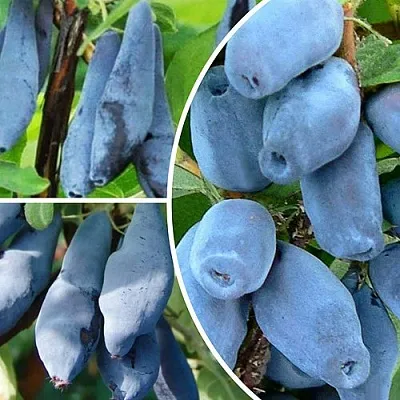 Комплект СИЯНИЕ ГЛАЗ  Комплект СИЯНИЕ ГЛАЗ в Москве