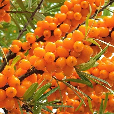 Облепиха  Облепиха в Москве