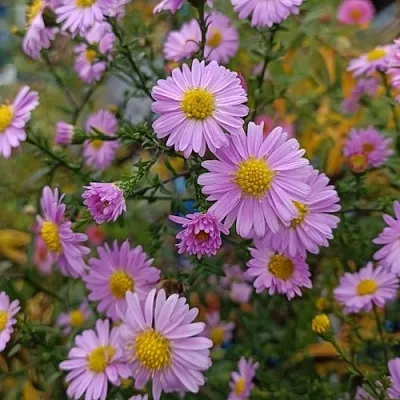 Астра СТРОУБЕРРИ ЭНД КРИМ новобельгийская  Астра СТРОУБЕРРИ ЭНД КРИМ новобельгийская в Москве