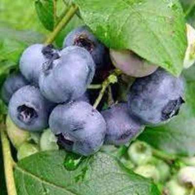 Голубика КОВИЛЛ — описание сорта Голубика КОВИЛЛ в Москве